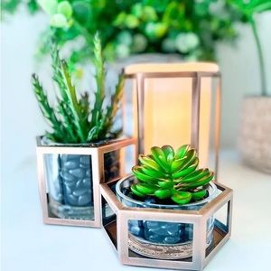 Scentsy Wild Desert Warmer NIB